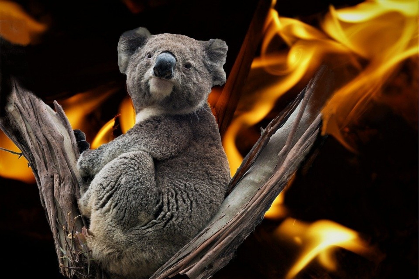 致敬澳洲救火英雄，雪梨歌劇院點燈了！想要領養無尾熊、救助受災戶！告訴你該怎麼為澳洲大火盡一份力