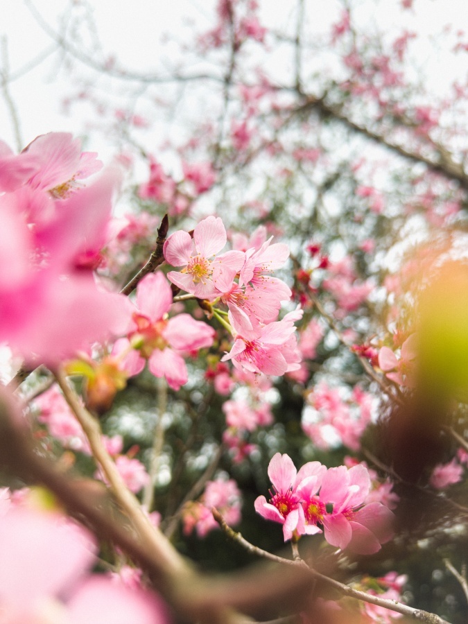教你用手機拍出絕美櫻花照！攝影師趙培均的 iPhone 14 Pro 拍攝密技大公開