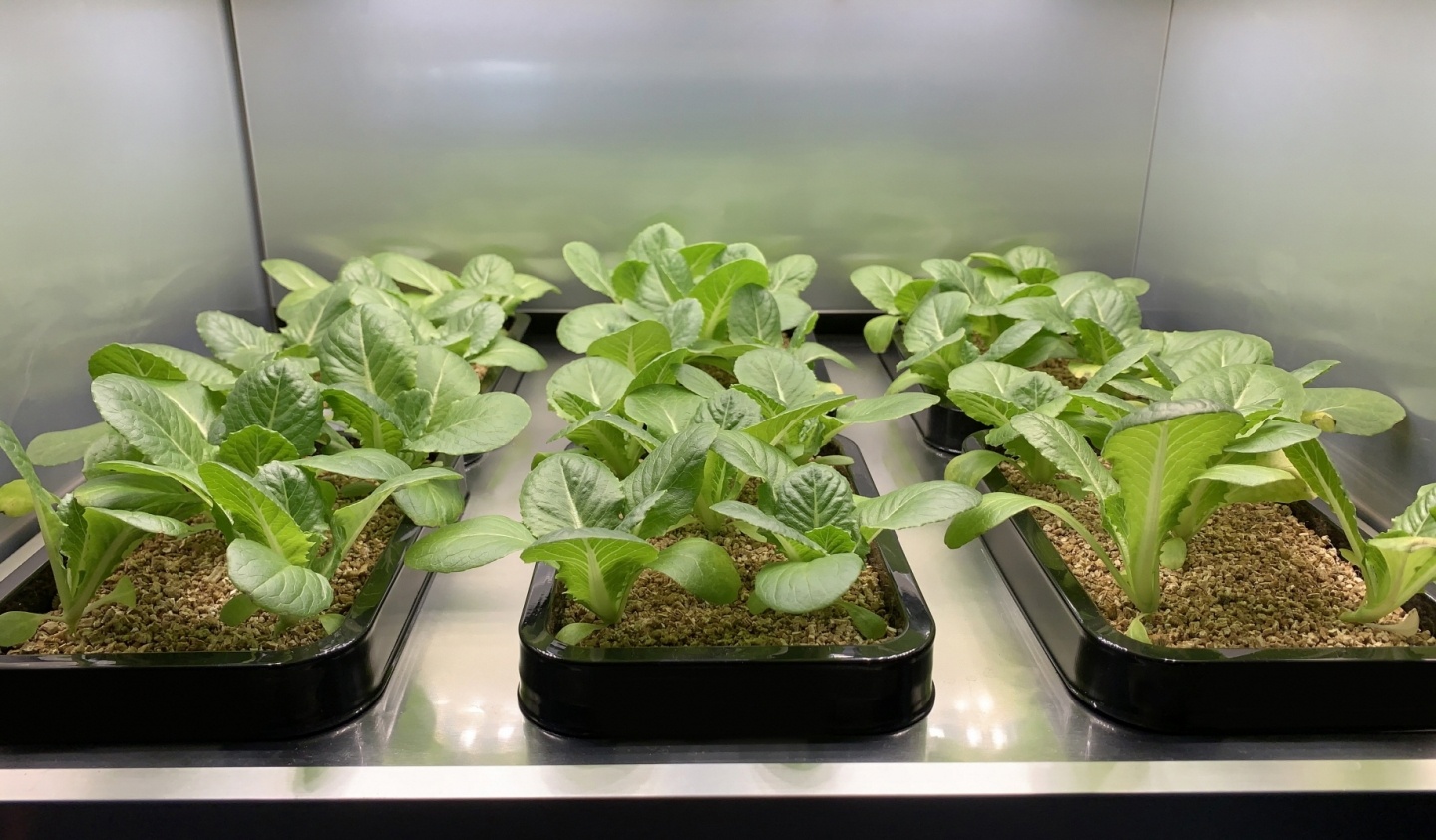 LG 將於 CES 推出首款『 室內時蔬植栽器 』！想吃什麼菜自己就能在家種！