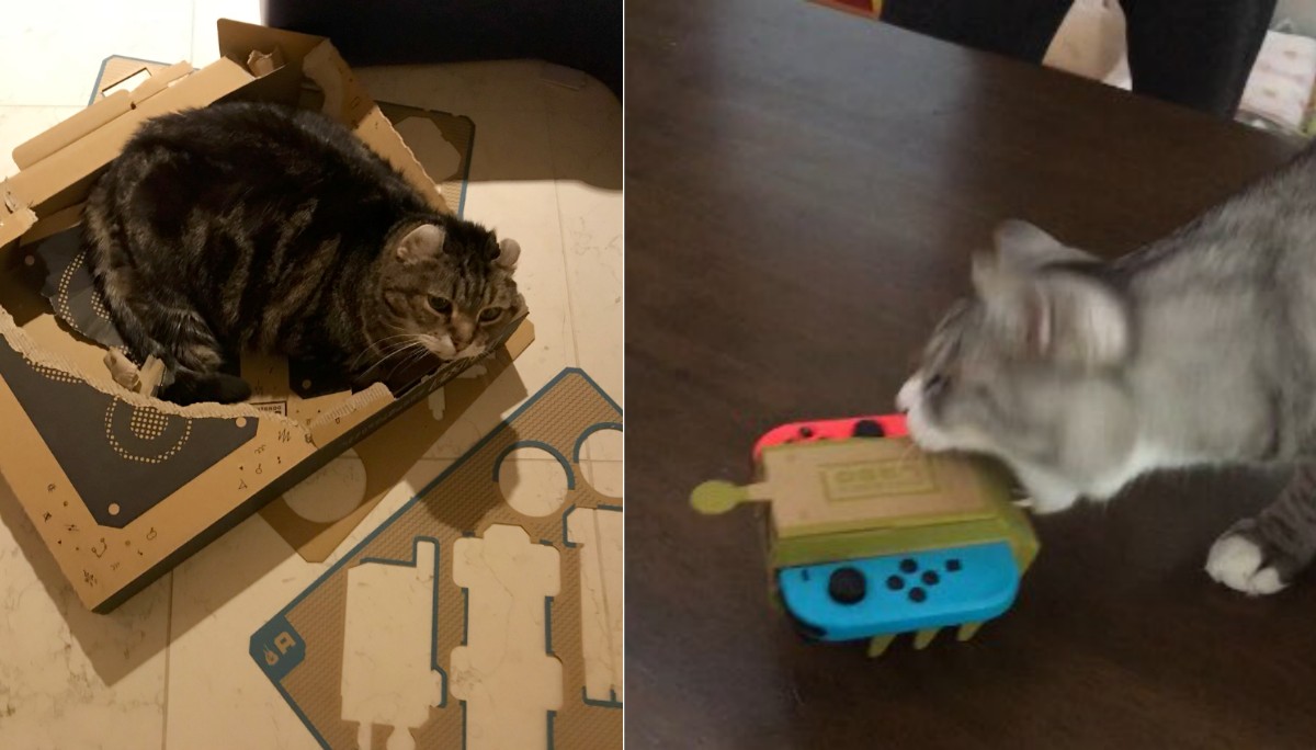 Nintendo cat