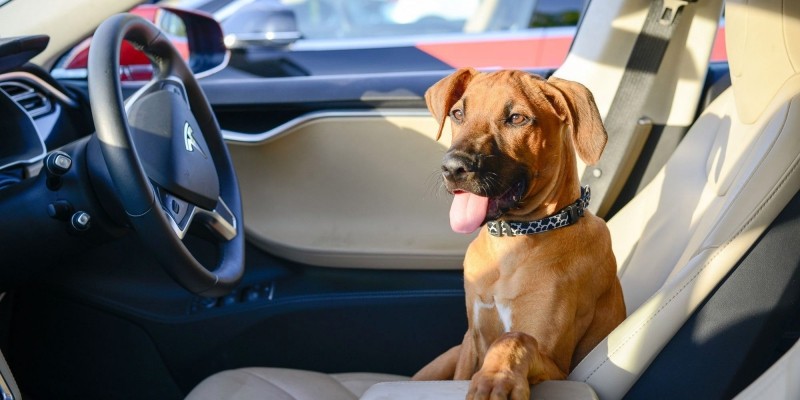 維持安全氣溫、外螢幕顯示車內溫度！Tesla或將推出『狗狗模式』避免愛犬發生意外